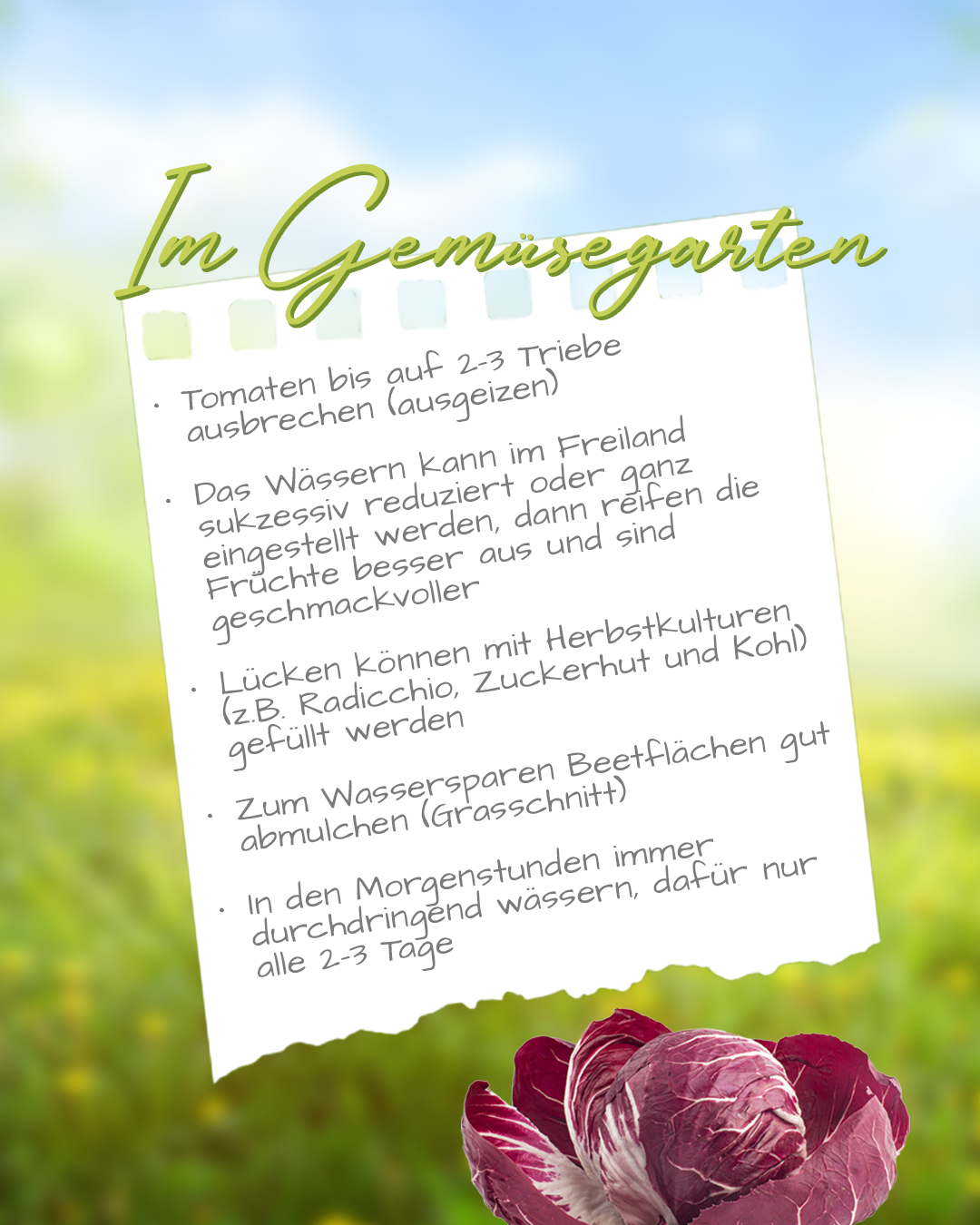 GemuesegartenJuli