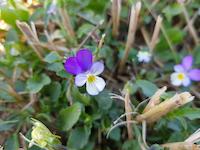 2024_Viola-tricolor2_Czibeck_BKLS