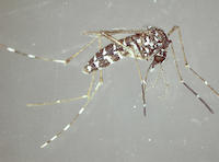 Aedes_albopictus_FLI_D.Zielke_H.Kampen