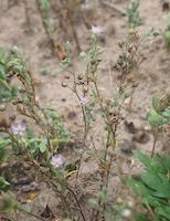 Spergularia_rubra_BKLS1
