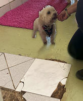 Tierheim - Hund im Zwinger