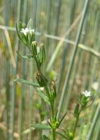 Acker-Steinsame – Buglossoides arvensis